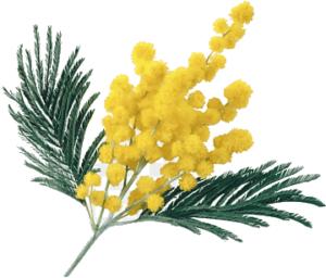 mimosa