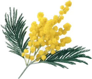 mimosa